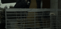 GIF by Vulture.com