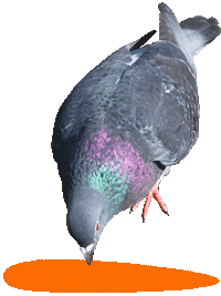 PostoRistoro piccione cucinacuriosa postoristoro leragazzedipostoristoro Sticker