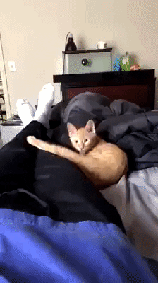 Cat Omg GIF by JustViral