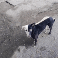 Black And White Dog GIF