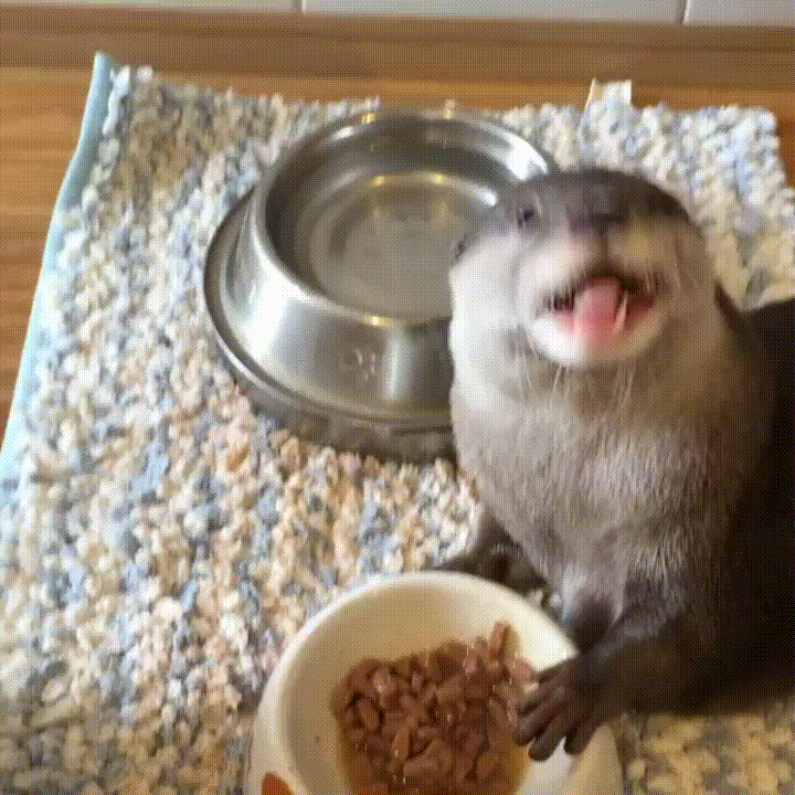 otter eat GIF