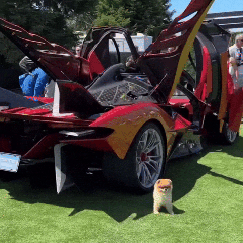 Pomeranian Hypercar GIF