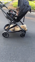 Puppy Riding in Stroller