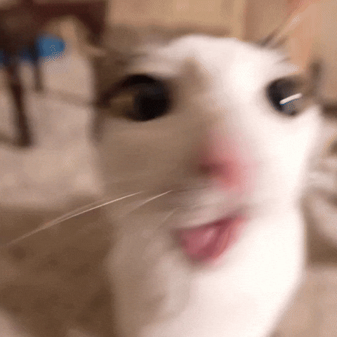 Cat Eat GIF