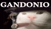 Italian Cat GIF