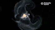 comb jelly jellyfish GIF by Monterey Bay Aquarium