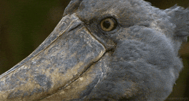 da GIF