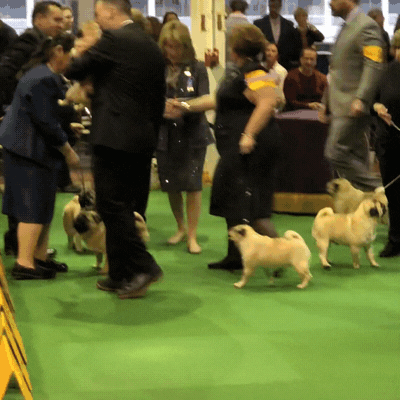 Dog GIF by Westminster Kennel Club