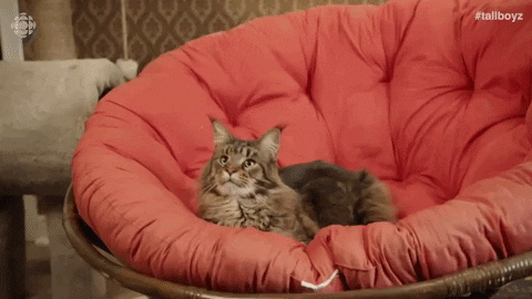 TallBoyz giphygifmaker cat kitten weed GIF