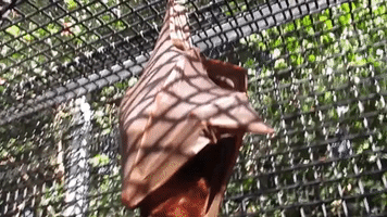 Baby Bat Greets the World After Mother Gives Birth