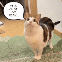 Bao Bao GIF