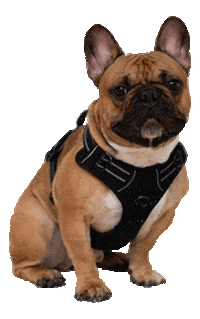 Dog Hund Sticker by jenpix