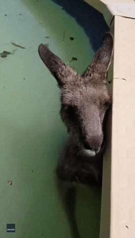 Distressed Kangaroo Rescued From Victoria Swimming Pool