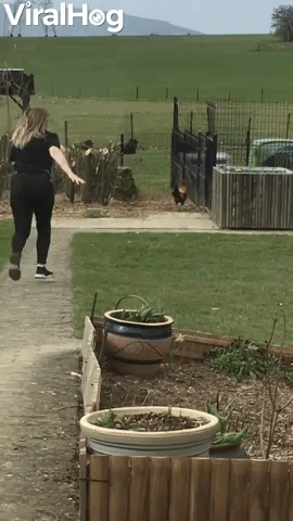 Protective Rooster Sends Woman Running