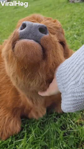 Cute Baby Highland Cow