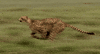 big cat running GIF