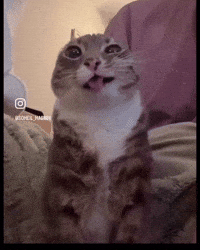 Art Cat GIF