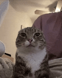 Cat Missing GIF