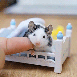 Video gif. A tiny mouse in a dollhouse bed, getting its chin scratched by someone's finger.