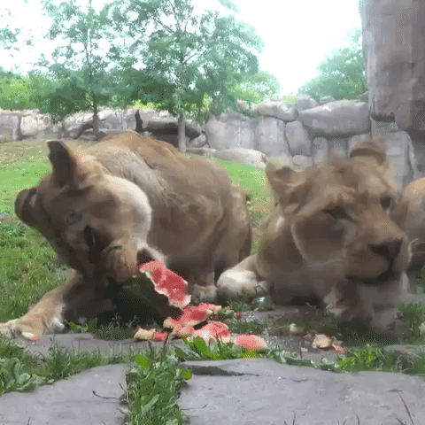 Animals at Zoo Celebrate National Watermelon Day