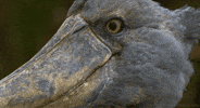 da GIF