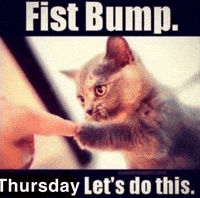 Cat Fist Bump GIF