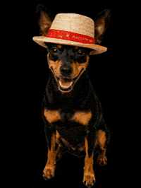 Minipincher GIF by Plaza Sonora