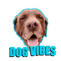 Bull Bali Sticker by Bono Surf Dog