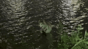 Milamute GIF