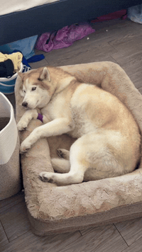Mila GIF
