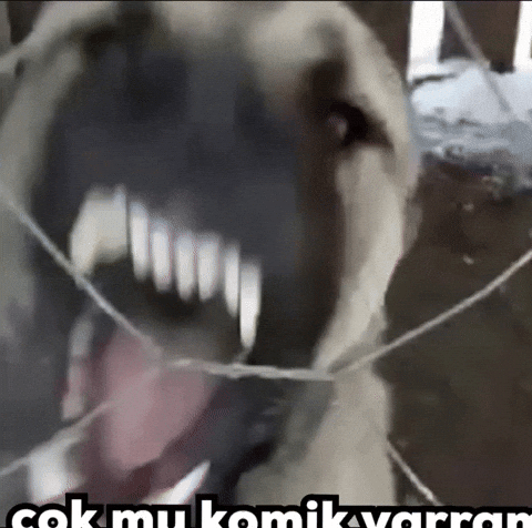 Dog GIF