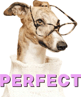 Lolly The Whippet Sticker