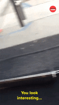 Donald Trump Politics GIF by BuzzFeed
