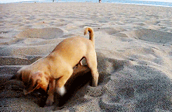 dog puppy GIF