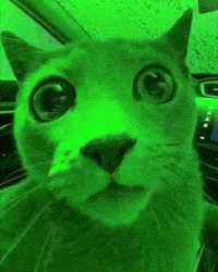Green Cat Shell Shock GIF