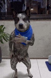 Dance Dog GIF by Tornado - Blue Heeler