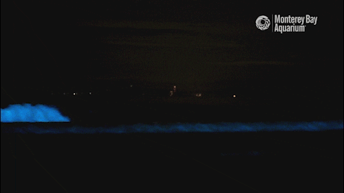 Glow Red Tide GIF by Monterey Bay Aquarium