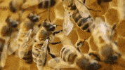 natgeowild bee nat geo wild honeybee GIF