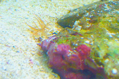 kazvorpal giphyupload coral reef hydra GIF