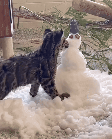 Leopard Cub Battles Snowman in Nashville Zoo
