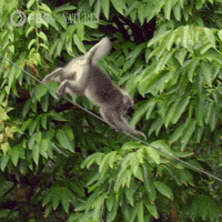 Pbs Nature Monkey GIF by Nature on PBS