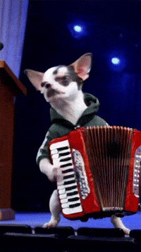 Chihuahuas GIF