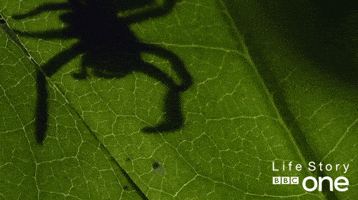 life story spider GIF by BBC