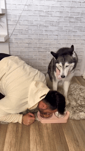 cuteanimalland giphyupload GIF