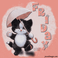 cat forum GIF