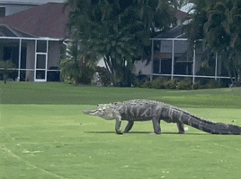 Florida Gators Gator GIF by Storyful