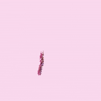 moroccanmagic organic lipbalm moroccanmagic GIF