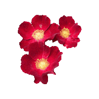 Flower Rose Sticker
