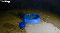 Bear Removes Pool Cover to Take a Late Night Swim