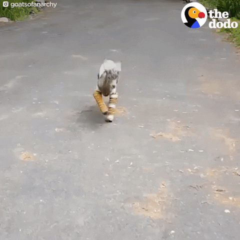 goat GIF by The Dodo